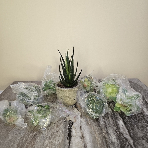 Fake Succulent Lot - Picture 2 of 6